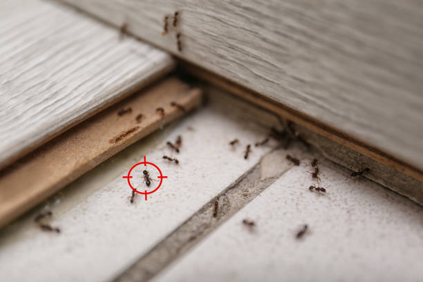 Best Bird Control  in Fairfax, SC